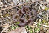 Trollius asiaticus