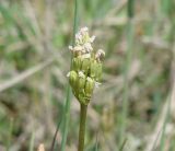 Primula serrata