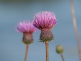 Cirsium serratuloides