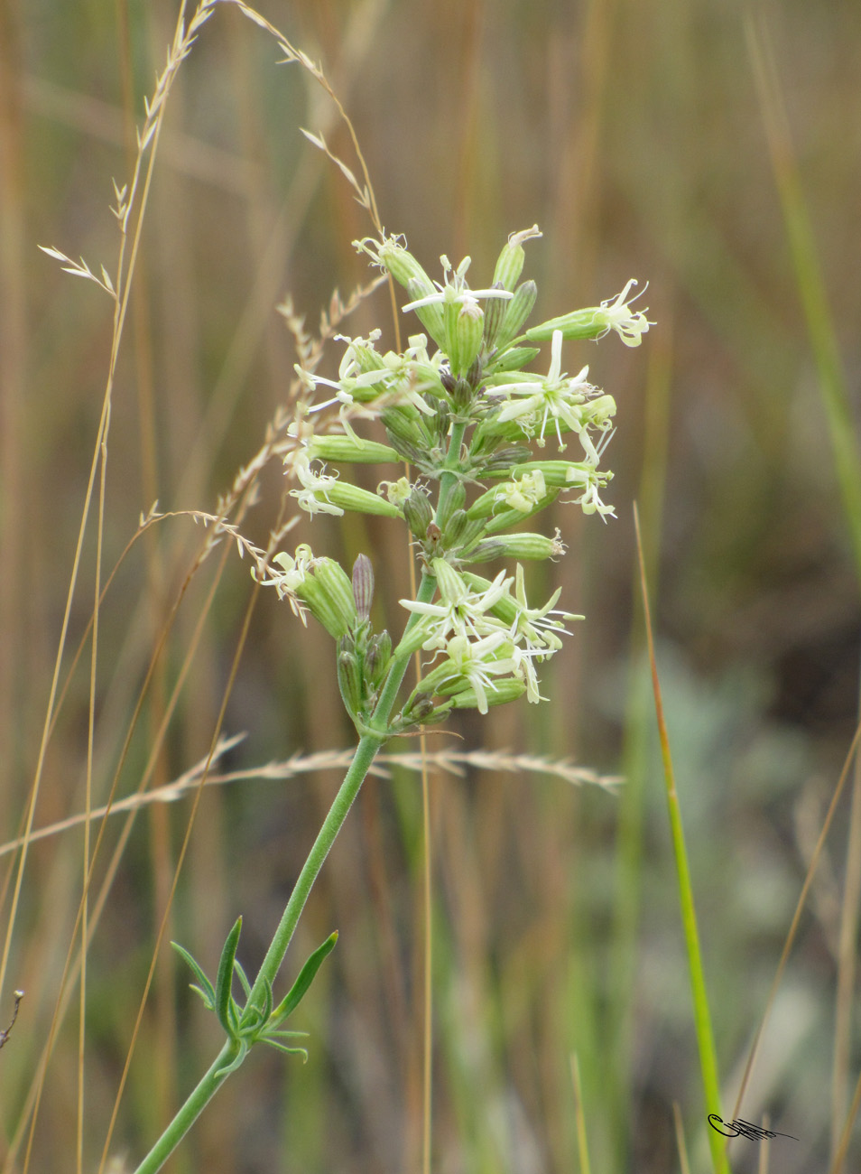 Изображение особи Silene sibirica.