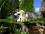 Lamium album