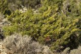 Juniperus phoenicea. Плодоносящее растение. Греция, Эгейское море, о. Парос, южная оконечность, скалистый холм. 06.01.2016.