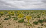 Ferula foetida