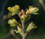 Quercus robur