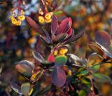 Berberis vulgaris f. atropurpurea