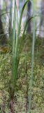 Carex rostrata