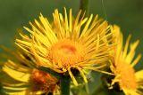 Inula helenium