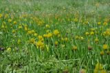 Allium fedtschenkoanum