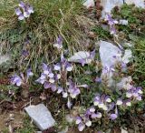 Scutellaria alpina