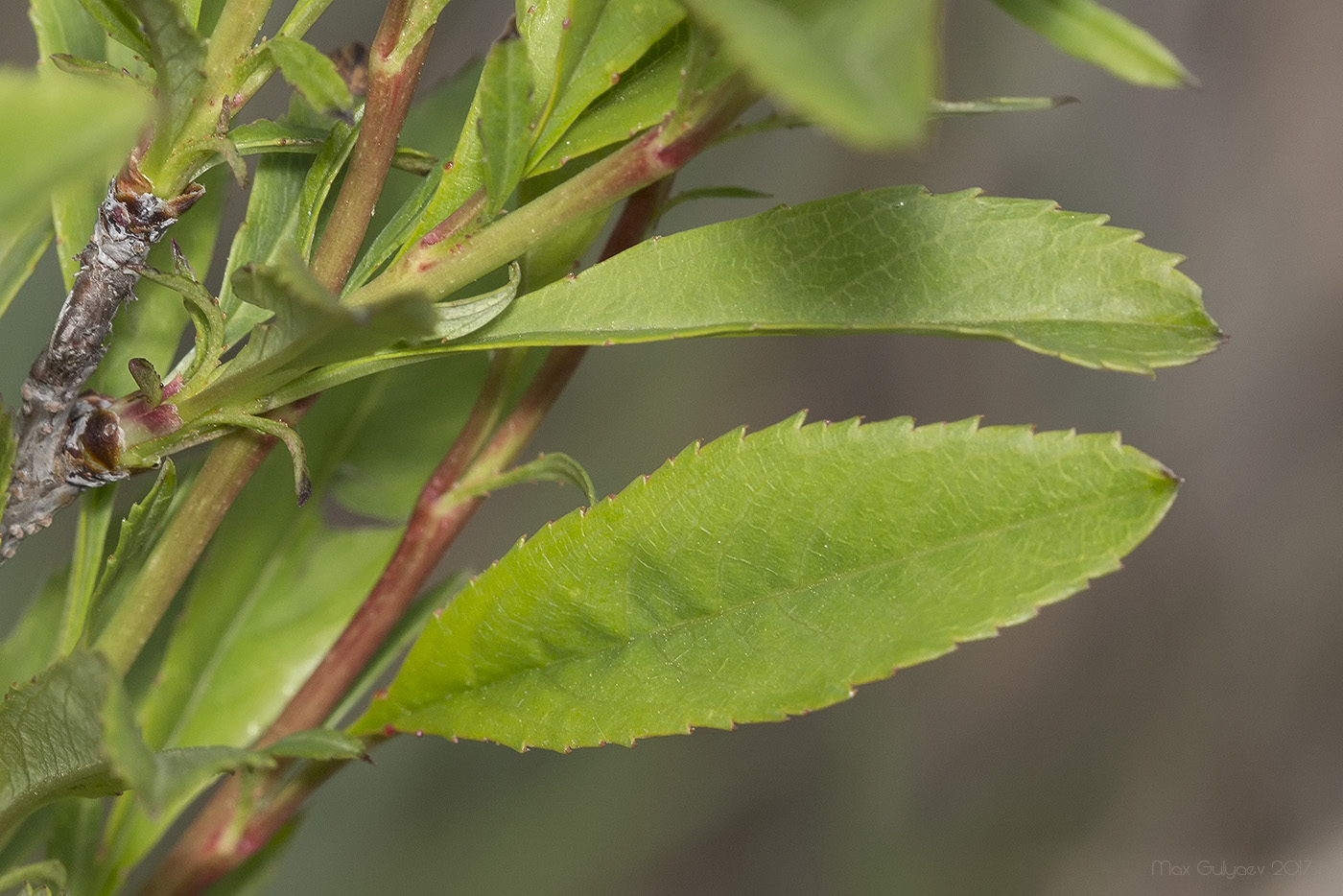 Изображение особи Amygdalus nana.