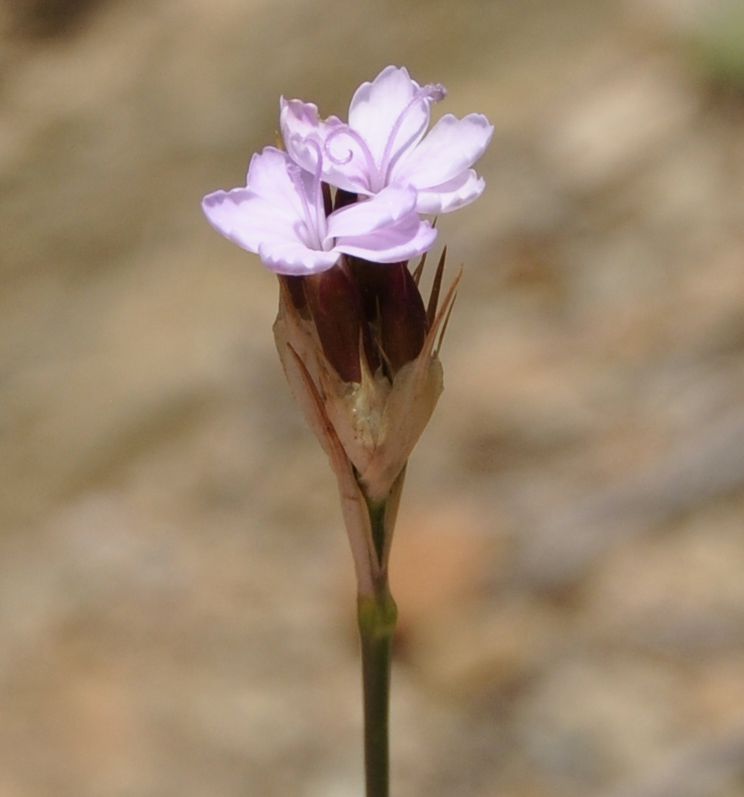 Изображение особи Dianthus pinifolius.