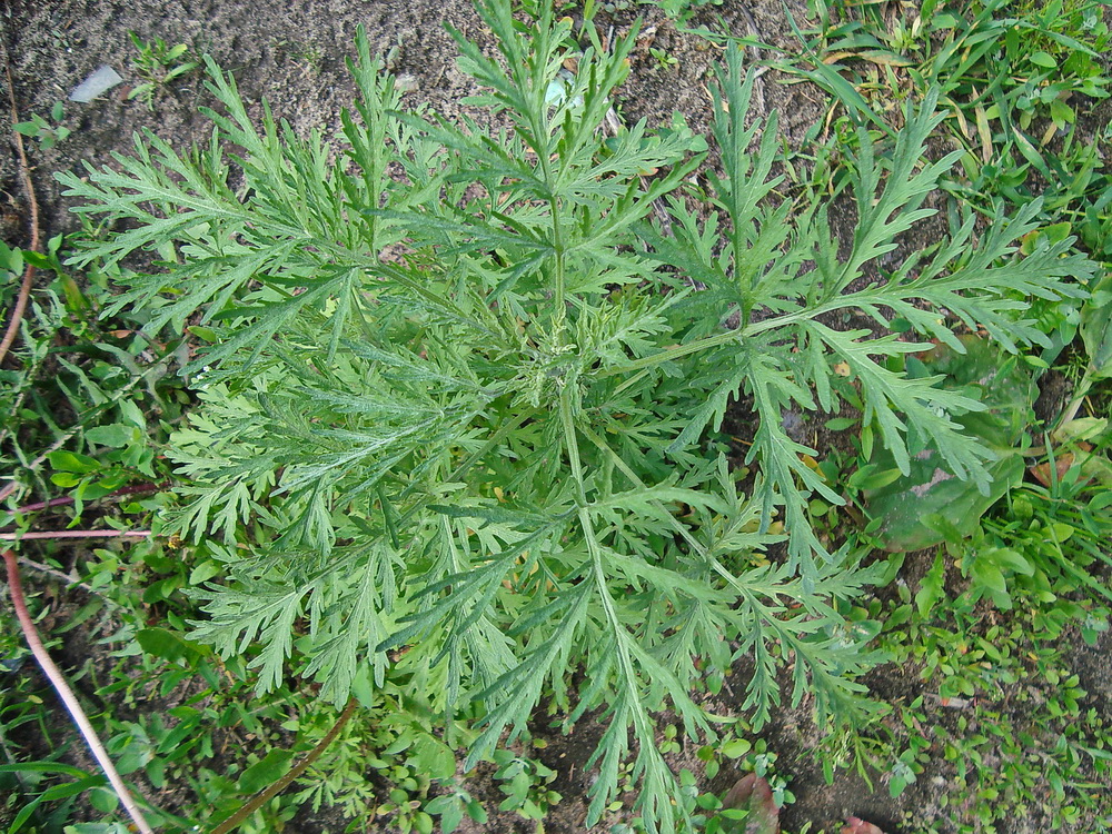 Изображение особи Artemisia sieversiana.