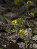 Viola uniflora