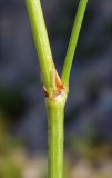 Onobrychis petraea