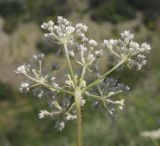 Pimpinella tragium