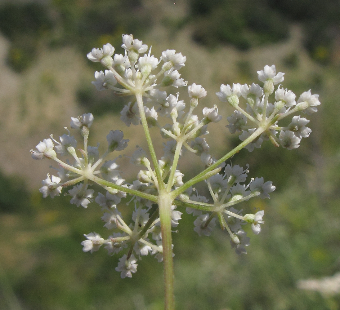 Изображение особи Pimpinella tragium.