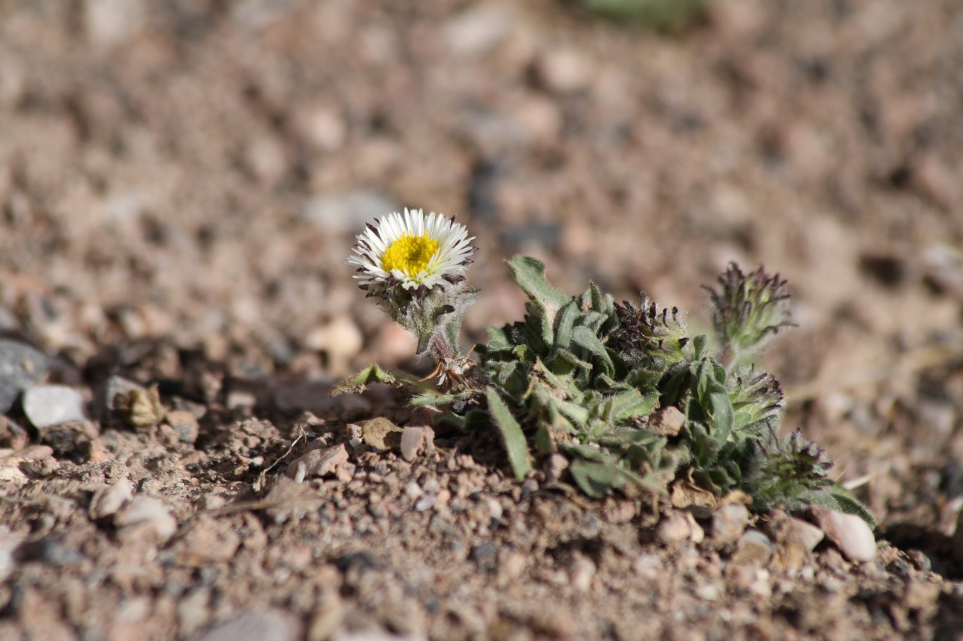 Изображение особи род Erigeron.