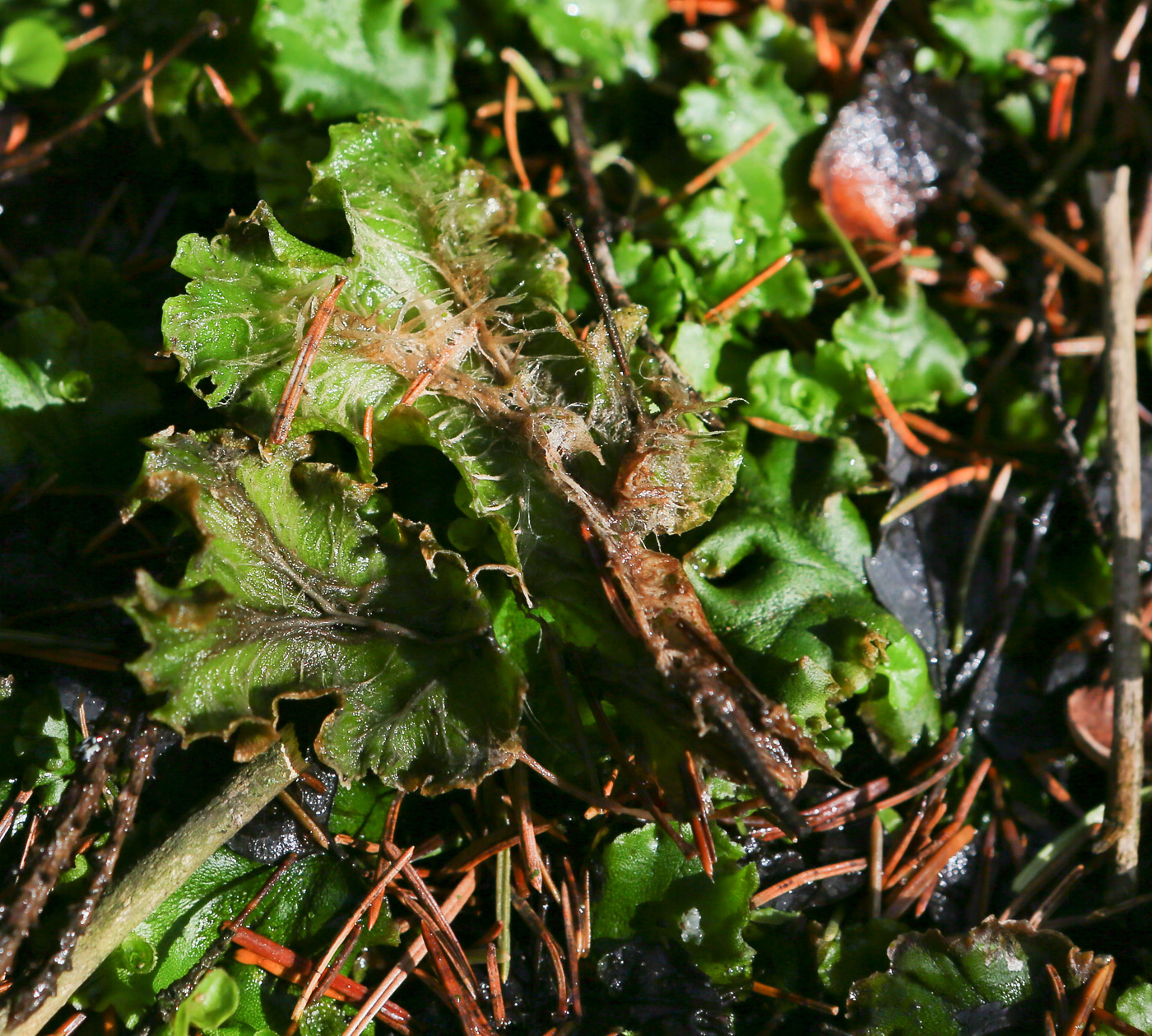 Изображение особи Marchantia polymorpha.