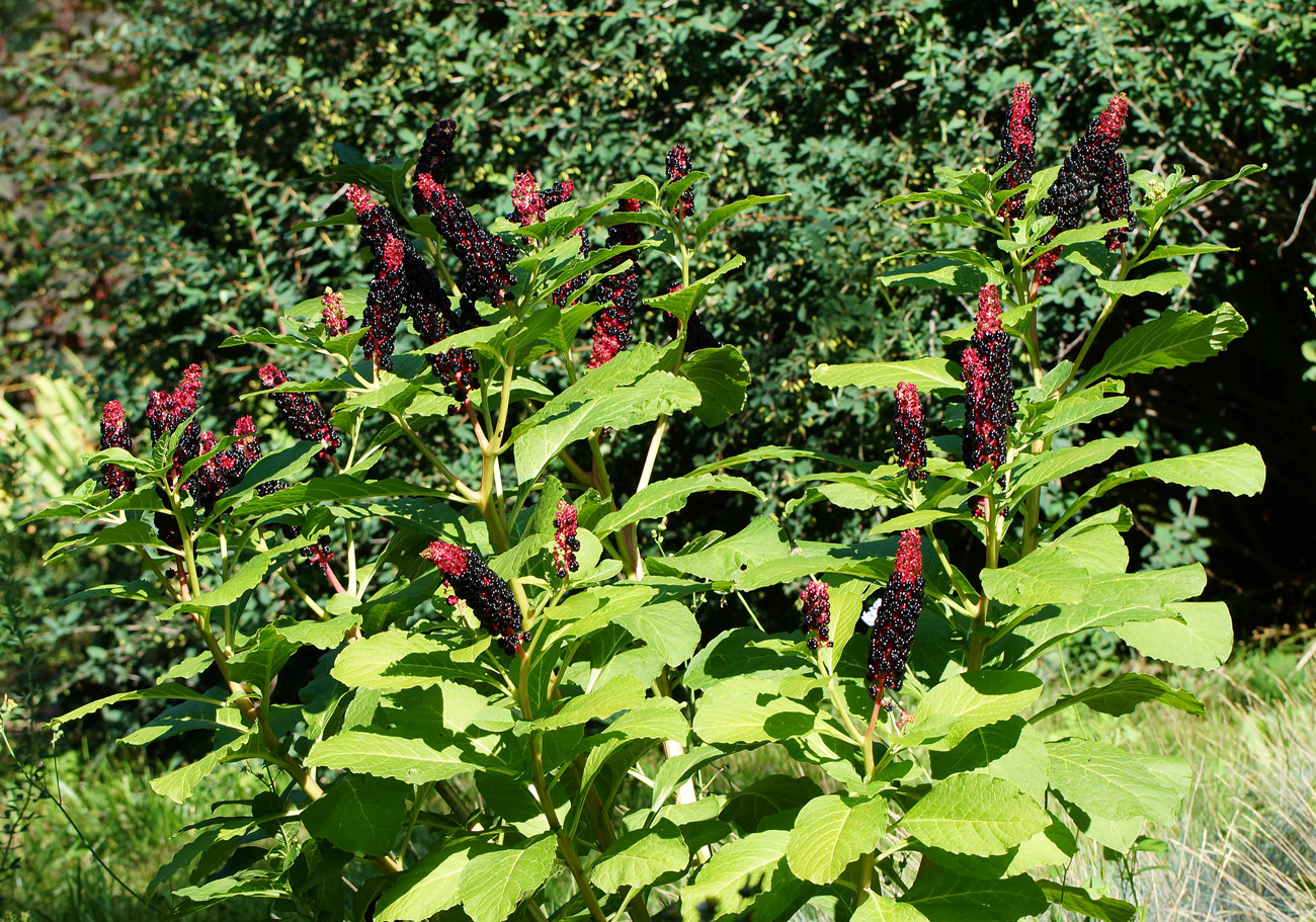 Изображение особи Phytolacca acinosa.