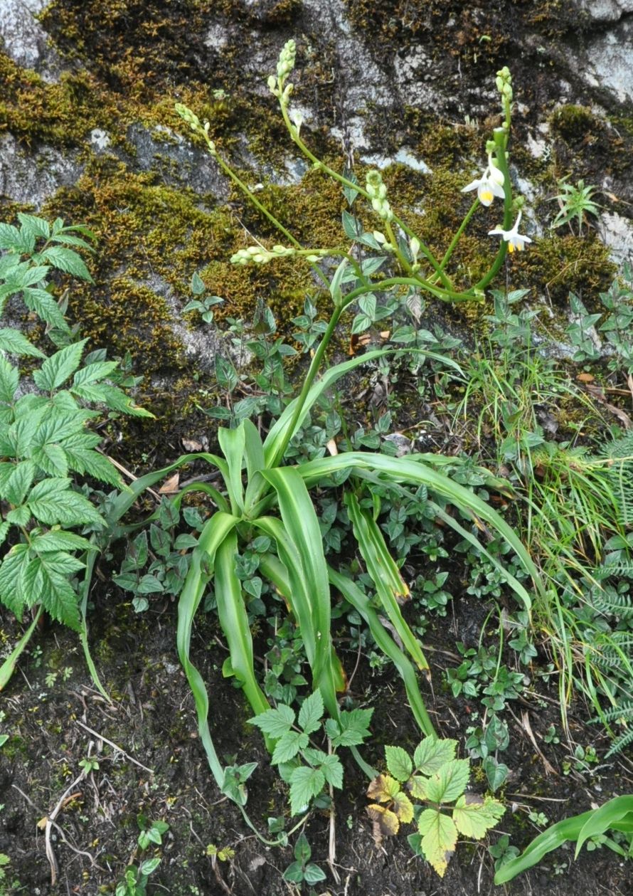 Изображение особи семейство Asphodelaceae.