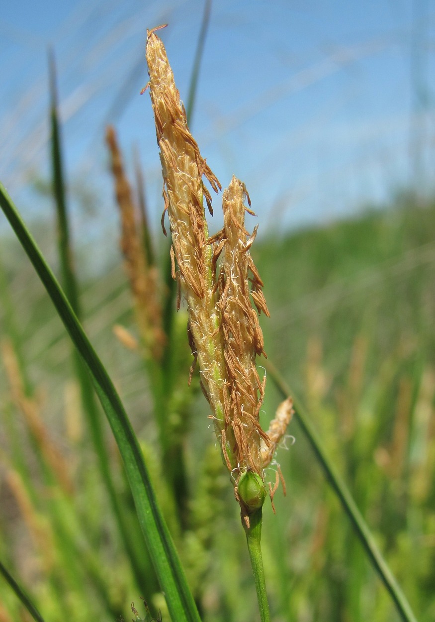 Изображение особи род Carex.