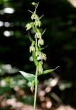 Epipactis persica