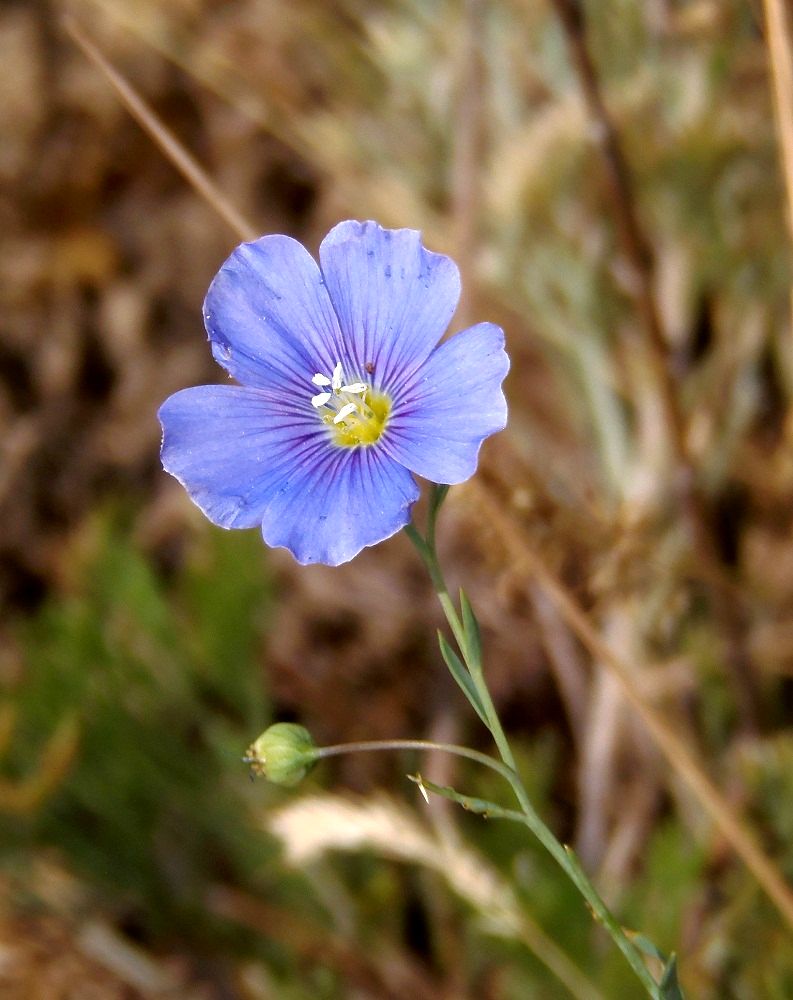 Изображение особи Linum austriacum.