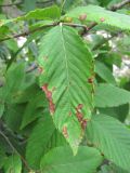 Ostrya carpinifolia. Лист с поражениями. Кабардино-Балкария, Эльбрусский р-н, окр. с. Бедык, ок. 1000 м н.у.м., берег ручья. 08.08.2018.