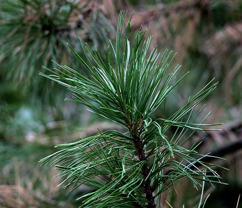 Изображение особи Pinus sibirica.