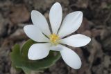 Sanguinaria canadensis. Цветок. Костромская обл., Судиславский р-н, дер. Антипино, в культуре. 05.05.2019.