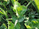 Trifolium pratense