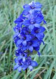 Delphinium dictyocarpum