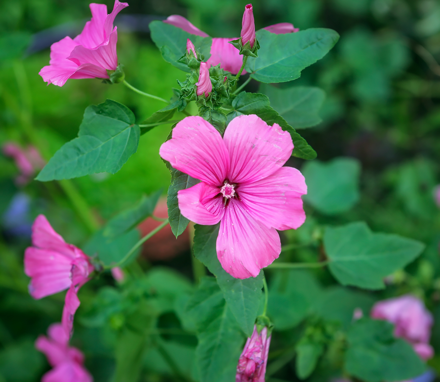 Изображение особи Malva trimestris.