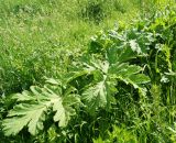 Heracleum sosnowskyi