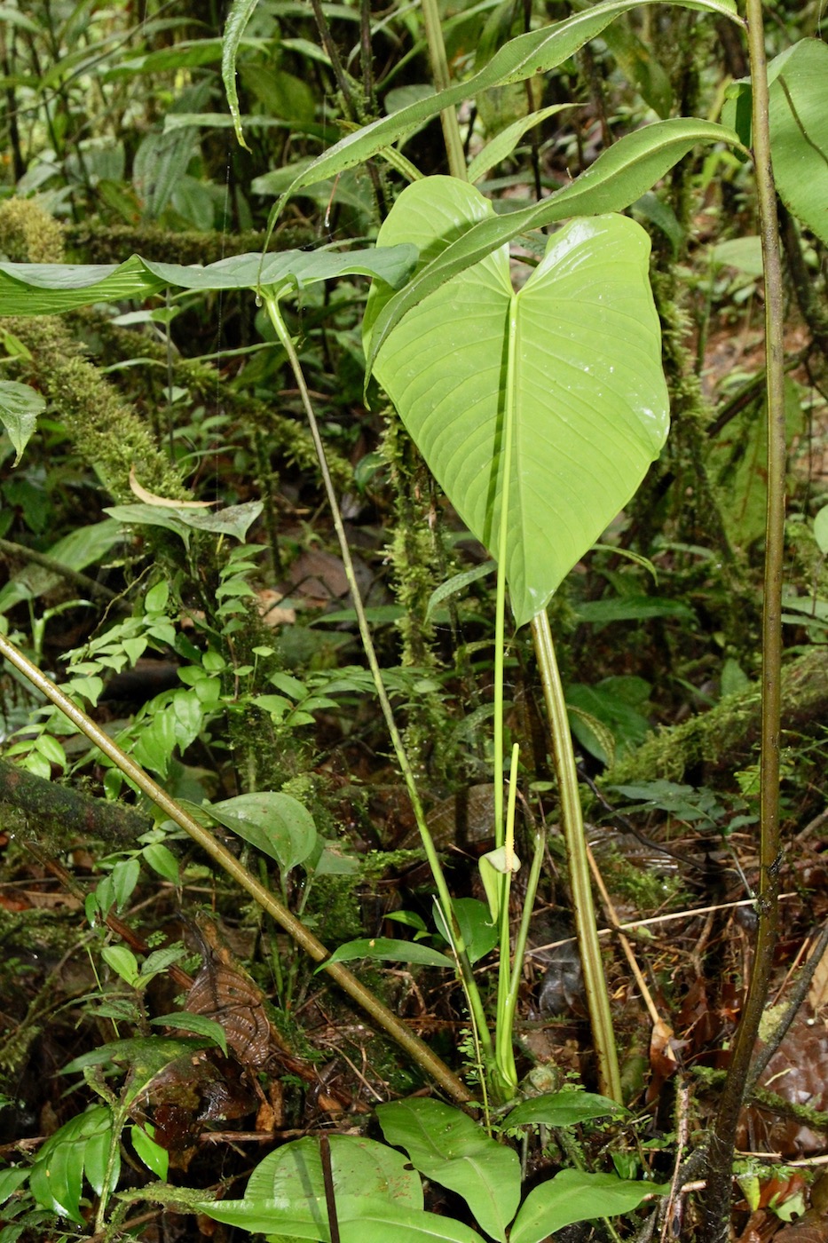 Изображение особи Anthurium coloradense.