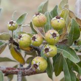 Pyrus elaeagrifolia. Плоды и листья. Южный берег Крыма, окр. с. Приветное, гора Казах, каменистая степь с отдельно стоящими деревцами. 24.07.2019.