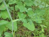 Laserpitium latifolium