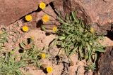 Erigeron cabulicus