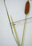 Typha laxmannii