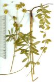 Euphorbia bagyrensis