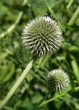 Echinops exaltatus. Верхушка побега с соцветием. Марий Эл, г. Йошкар-Ола, Центральный парк, в культуре. 09.07.2021.