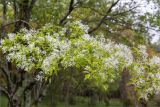 Chionanthus retusus. Ветвь с соцветиями. Краснодарский край, г. Сочи, парк \"Дендрарий\", вблизи видовой площадки, в культуре. 11.05.2021.