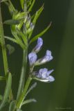 Vicia loiseleurii