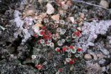 Cladonia coccifera