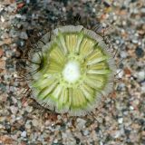 Scabiosa sosnowskyi. Соплодие в разрезе. Республика Абхазия, г. Сухум. 22.08.2009.