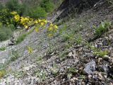 Hypericum elongatum