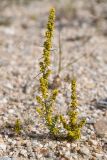 Artemisia palustris