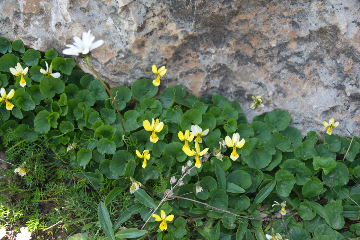 Изображение особи Viola caucasica.