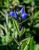 Gentiana triflora. Верхушка побега с соцветием. Курильские о-ва, о-в Кунашир, склон вулкана Головнина, ≈ 400 м н.у.м., окраина зарослей Sasa. 20.08.2022.