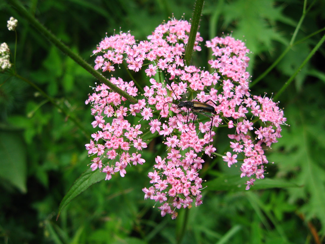 Изображение особи Chaerophyllum roseum.